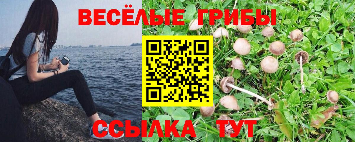 Галлюциногенные грибы Psilocybine cubensis  закладка  Черняховск 
